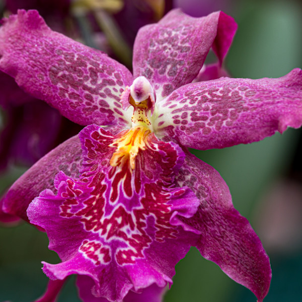 Beallara Marfitch 'Howard's Dream' orchid by David Whited