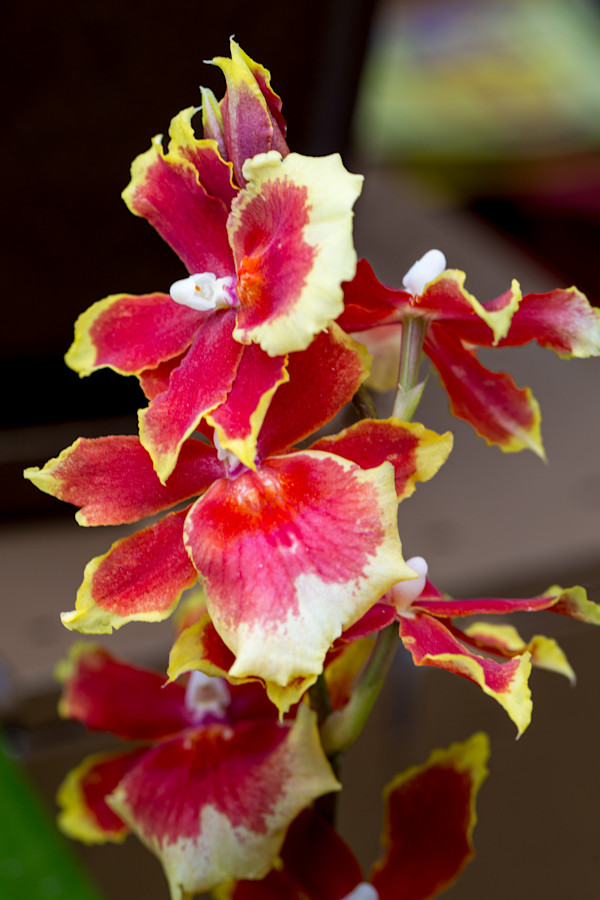 Orchid hybrid Oncidopsis Pacific Waters 'Paul's Pride'. by David Whited