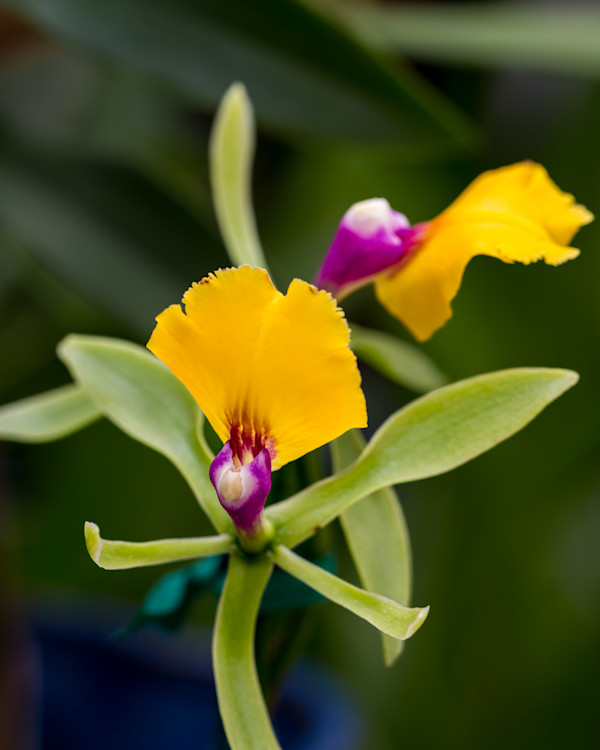 Orchid hybrid Epicattleya Rene Marques by David Whited