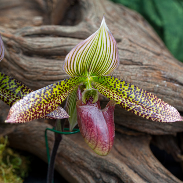Paphiopedilum orchid,  "slipper orchid". by David Whited