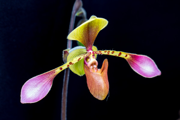 Low's Paphiopedilum or Venus slipper orchid by David Whited