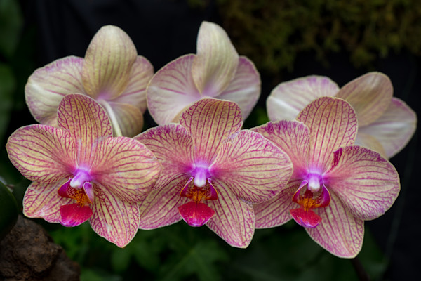 Hybrid Phalaenopsis orchids by David Whited