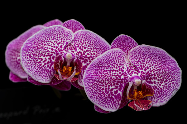 Phalaenopsis orchid hybrid by David Whited