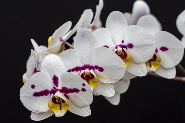 White Phalaenopsis orchids by David Whited