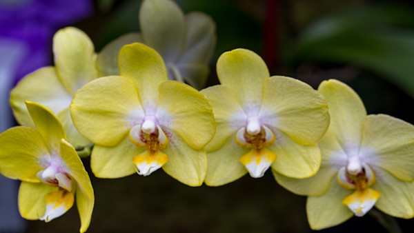 Yellow Phalaenopsis orchid by David Whited