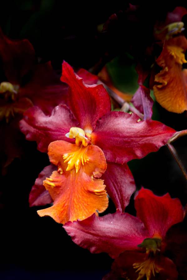 Oncostele Firecat 'Harmony' orchid by David Whited