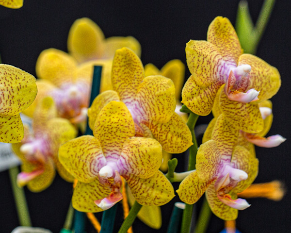 Phalaenopsis orchid hybrid, commonly known as a moth orchid. by David Whited