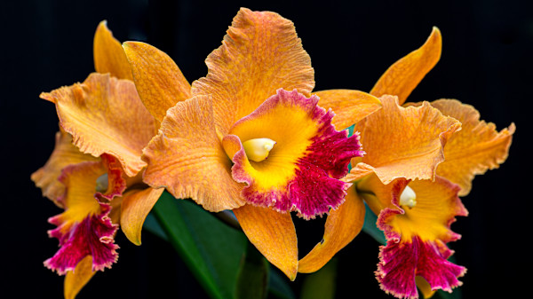 Cattleya orchid “queen of orchids” by David Whited