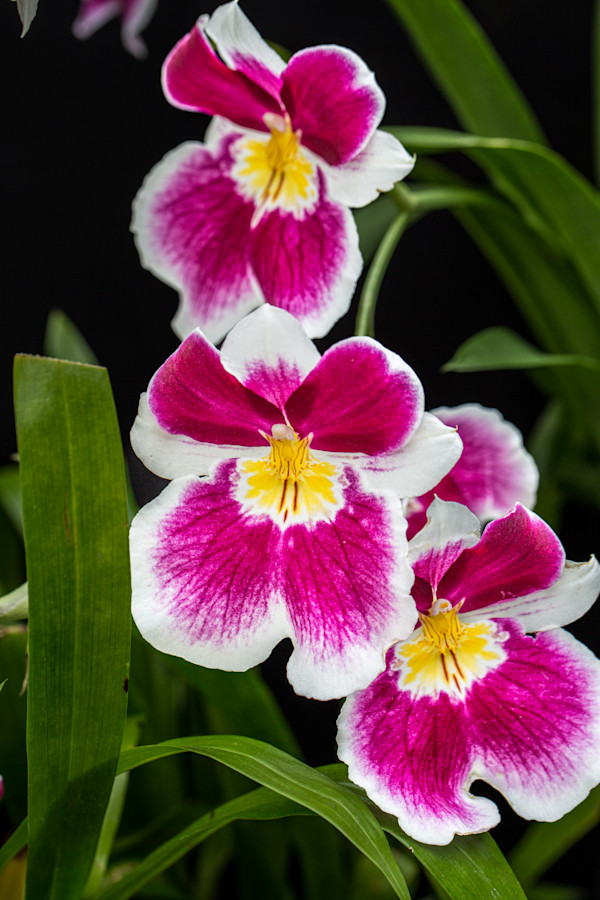 Orchid hybrid Oncidopsis Pacific Waters 'Paul's Pride'. by David Whited