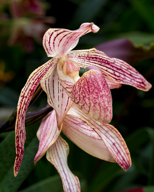 Paphiopedilum 'Delrosi' orchid by David Whited