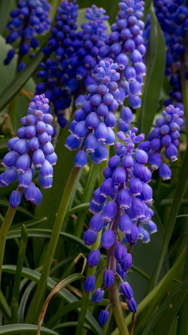 Grape hyacinths flower by David Whited