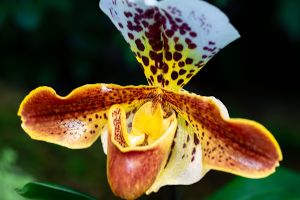 Venus Slipper Orchid by David Whited