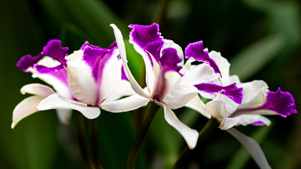 Purple-stained laelia by David Whited