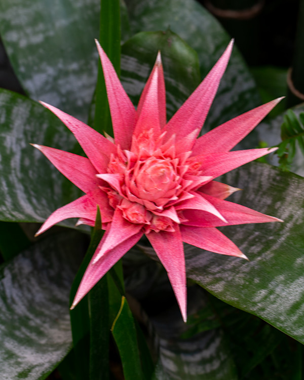 Silver vase or urn plant, (bromeliad) by David Whited