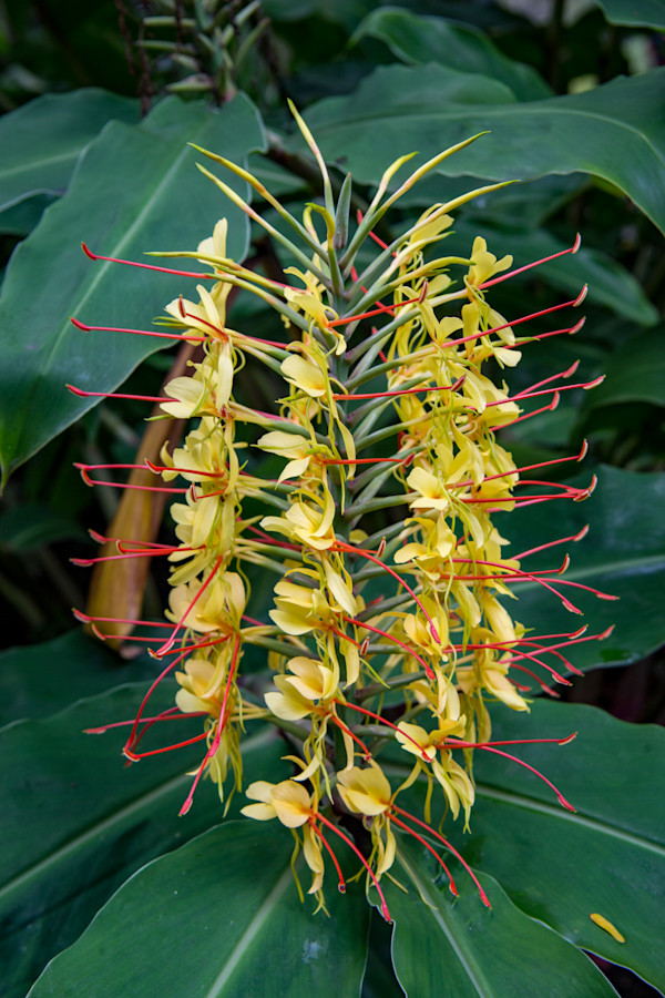 Kahili ginger flower by David Whited