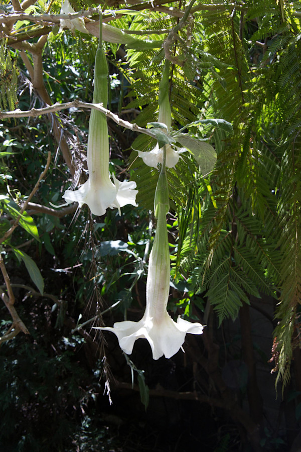 White angel's trumpet flowers by David Whited