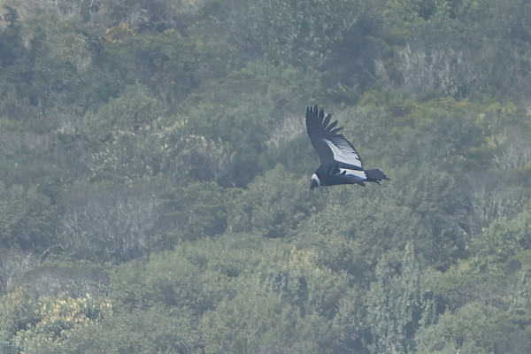 Andean condor (Vultur gryphus) by David Whited, Image 1.