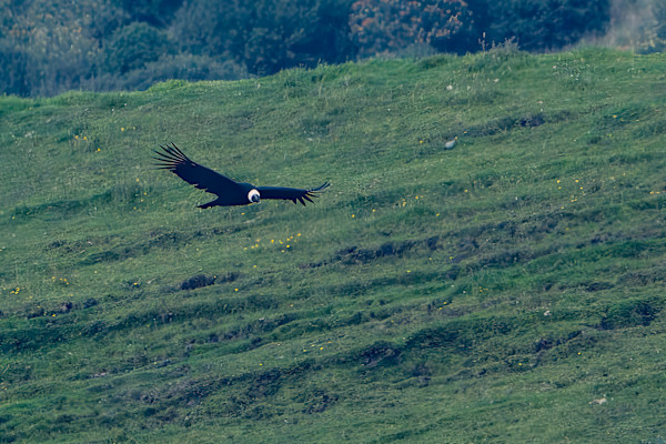 Andean condor (Vultur gryphus) by David Whited, Image 1.