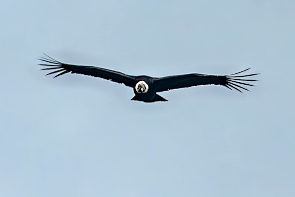 Andean condor (Vultur gryphus) by David Whited, Image 1.
