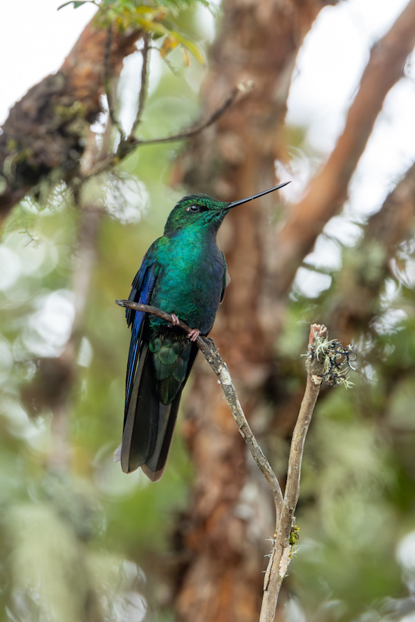 Great Sapphirewing by David Whited, Image 1.
