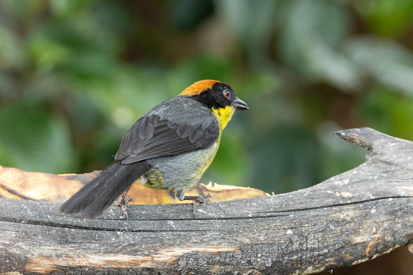 Yellow-breasted brushfinch (Atlapetes latinuchus) by David Whited, Image 1.