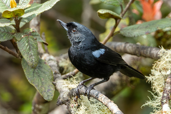 Glossy Flowerpiercer (Diglossa lafresnayii) by David Whited, Image 1.