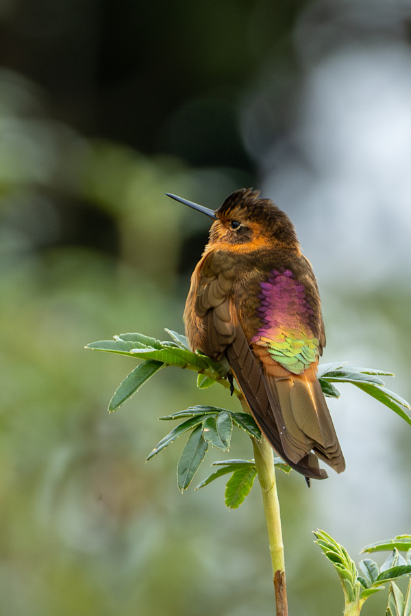 Shining Sunbeam (Aglaeactis cupripennis) by David Whited
