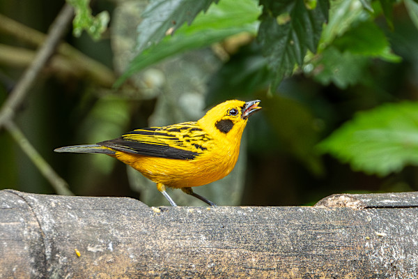 Golden Tanager (Tangara arthus) by David Whited