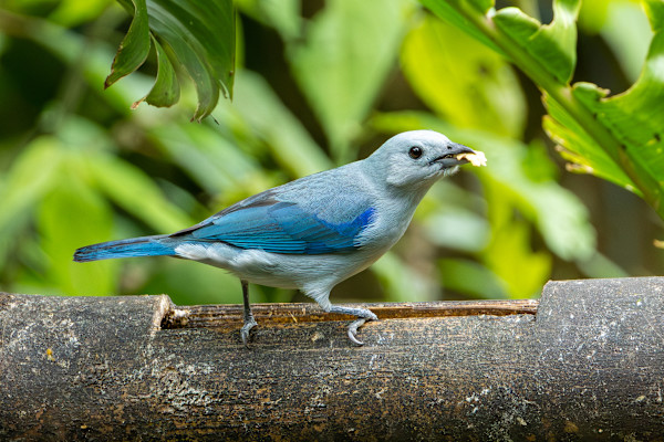 Blue-gray Tanager (Thraupis episcopus) by David Whited