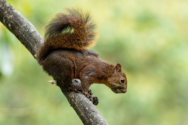 Red-tailed squirrel (Sciurus granatensis) by David Whited