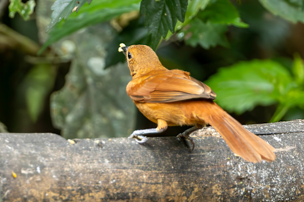 White-lined Tanager female (Tachyphonus rufus) by David Whited