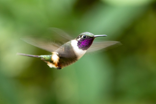 Purple-throated Woodstar (Philodice mitchellii) by David Whited