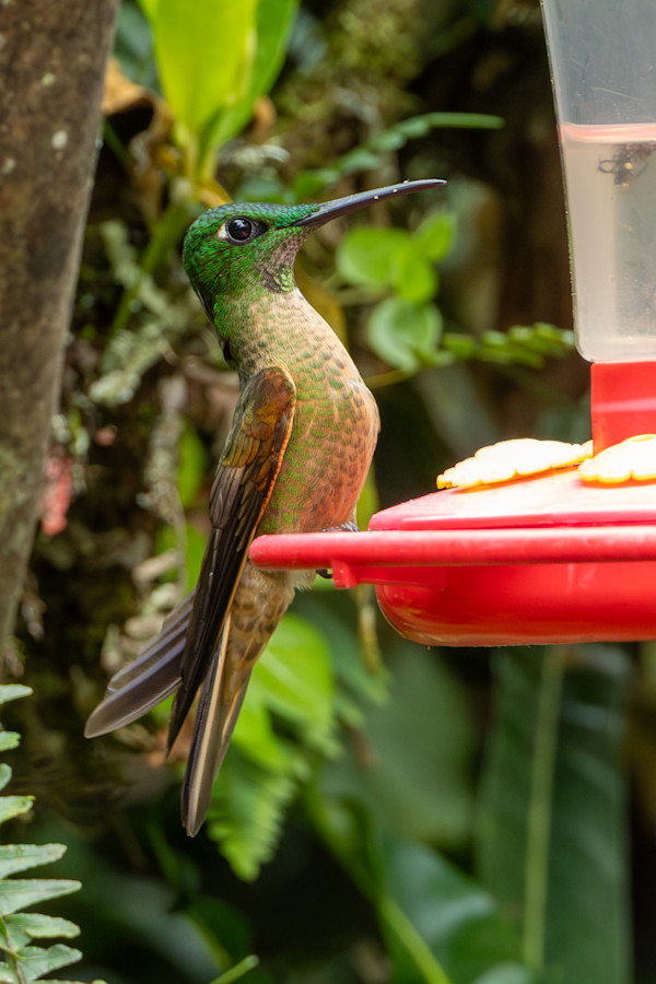 Fawn-breasted Brilliant (Heliodoxa rubinoides) by David Whited