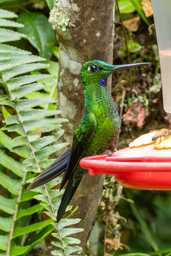 Green-crowned Brilliant hummingbird (Heliodoxa jacula) by David Whited