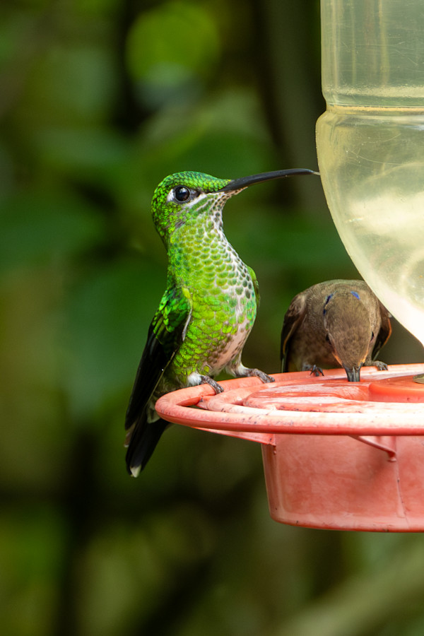 Green-crowned Brilliant female (Heliodoxa jacula) by David Whited