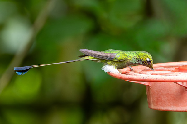 Booted Racket-tail (Ocreatus underwoodii) by David Whited, Image 1.