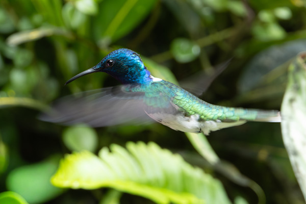 White-necked Jacobins (Florisuga mellivora) by David Whited