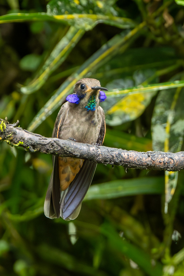 Brown Violetear (Colibri delphinae) by David Whited, Image 1.