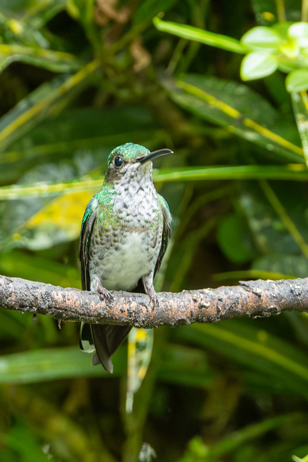 White-necked Jacobin female (Florisuga mellivora) Galapagos by David Whited