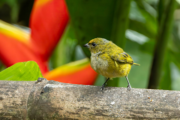 Violaceous Euphonia female by David Whited