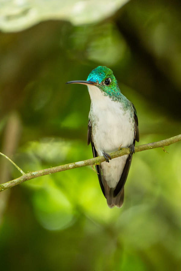 Andean emerald (Uranomitra franciae) by David Whited, Image 1.