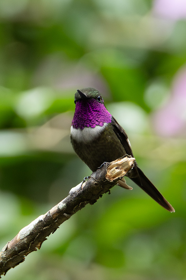 Purple-throated Woodstar (Philodice mitchellii) by David Whited