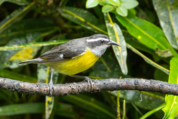 Bananaquit (Coereba flaveola) by David Whited