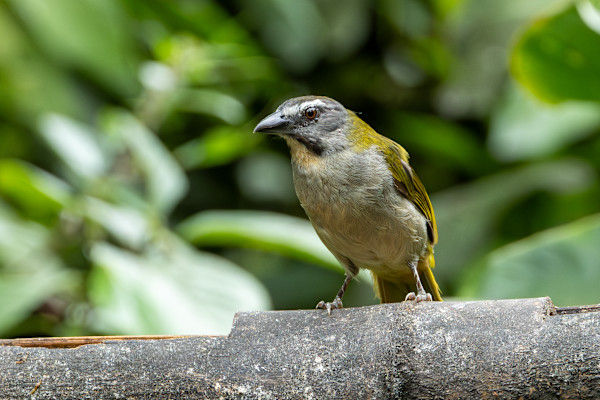 Buff-throated Saltator (Saltator maximus) by David Whited