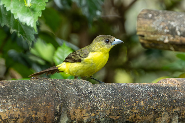 Flame-rumped Tanager female (Ramphocelus flammigerus) by David Whited, Image 1.