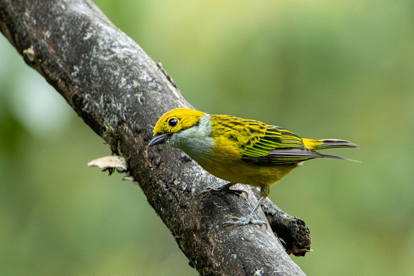 Silver-throated tanager (Tangara icterocephala) by David Whited