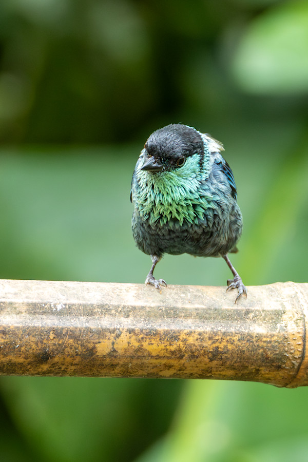 Black-capped Tanager male by David Whited, Image 1.