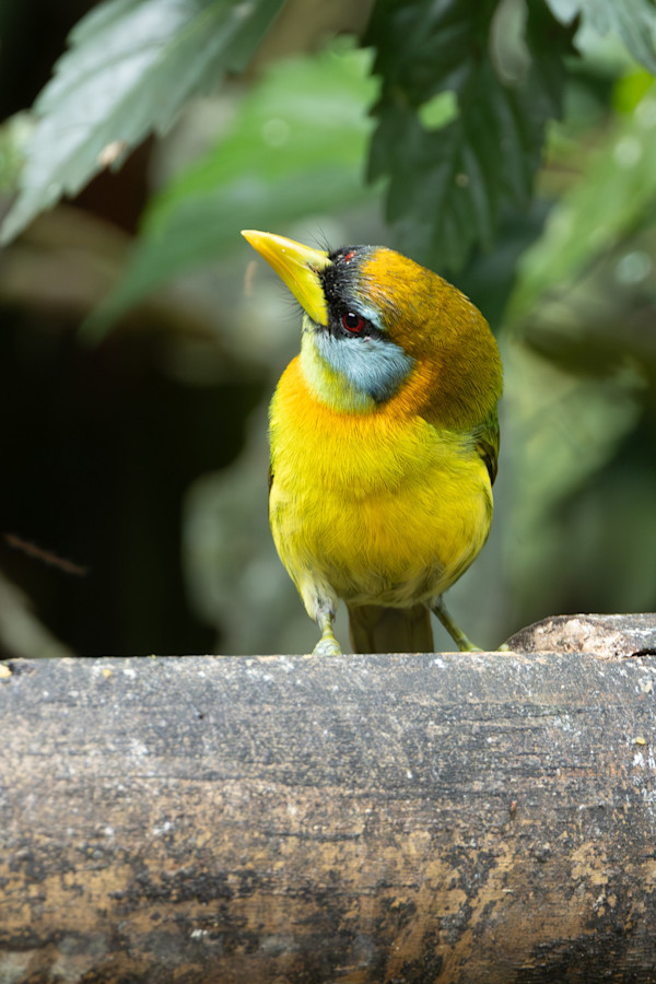 Red-headed Barbet female (Eubucco bourcierii) by David Whited