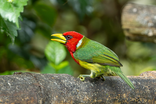 Red-headed Barbet (Eubucco bourcierii) by David Whited, Image 1.