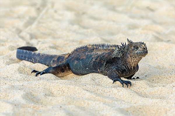Marine Iguana, Galapagos Islands by David Whited, Image 1.